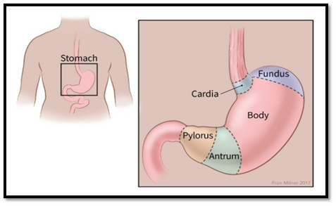 stomach1